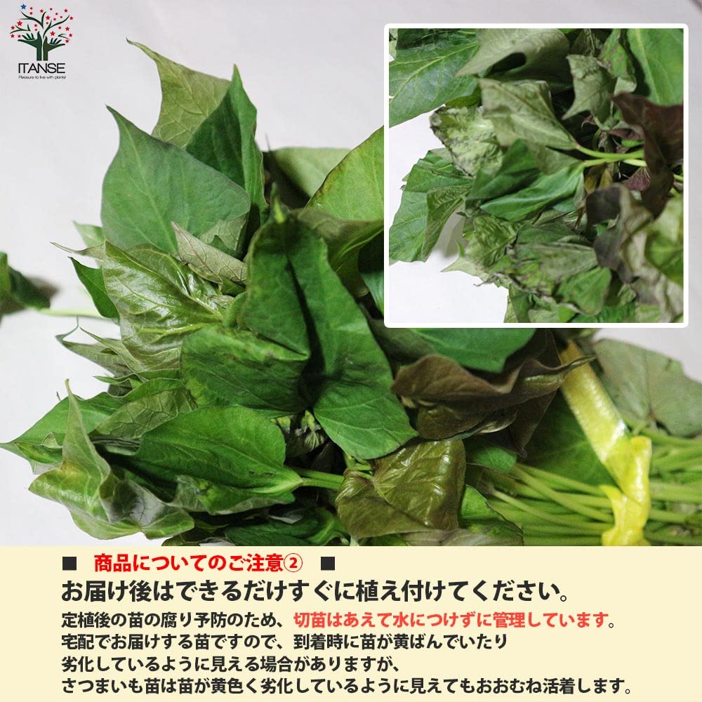 Amazon.co.jp: ITANSE さつまいも切苗 品種：安納芋(あんのうい